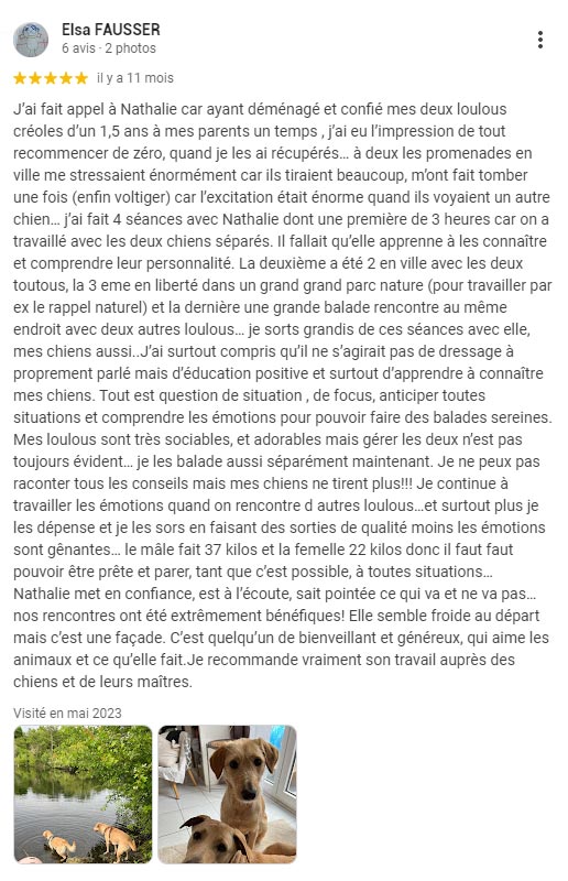 education-canine-labrador